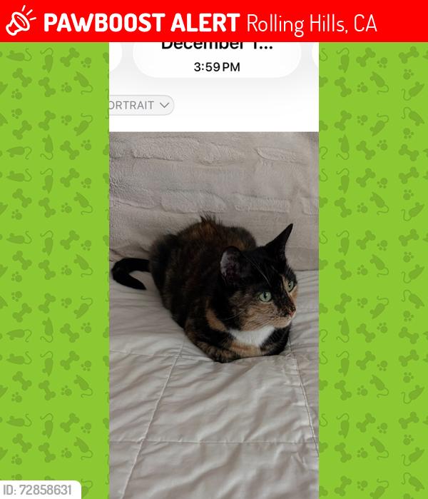 Lost Female Cat last seen Ganado Dr., Rolling Hills, CA 90274