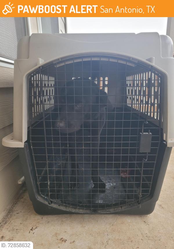 Found/Stray Male Dog last seen Near taconite pass , San Antonio, TX 78253