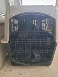 Found/Stray Male Dog last seen Near taconite pass , San Antonio, TX 78253