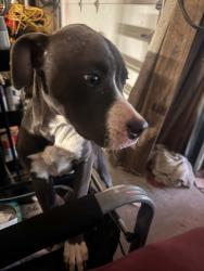 Found/Stray Female Dog last seen South FM 17 and Hwy 69, Alba, TX 75410