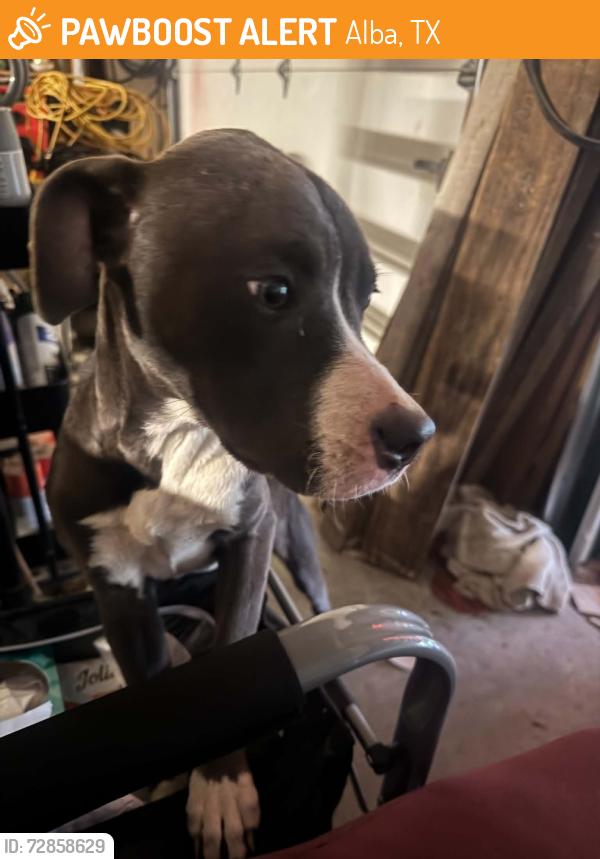 Found/Stray Female Dog last seen South FM 17 and Hwy 69, Alba, TX 75410