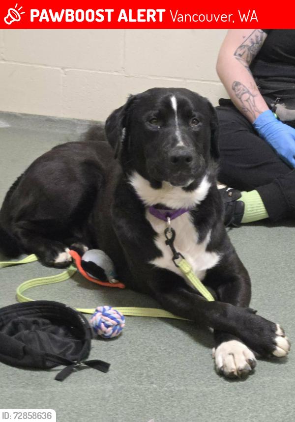 Lost Male Dog last seen Mcgillivray, east of Mt View High School, Vancouver, WA 98683
