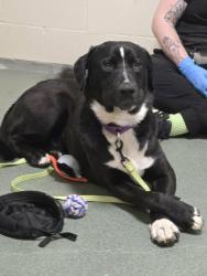 Lost Male Dog last seen Mcgillivray, east of Mt View High School, Vancouver, WA 98683