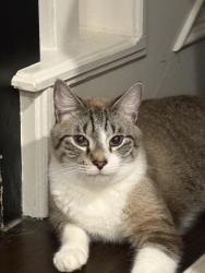 Lost Male Cat last seen Emerald Green Land & Fry Rd., Houston, TX 77094