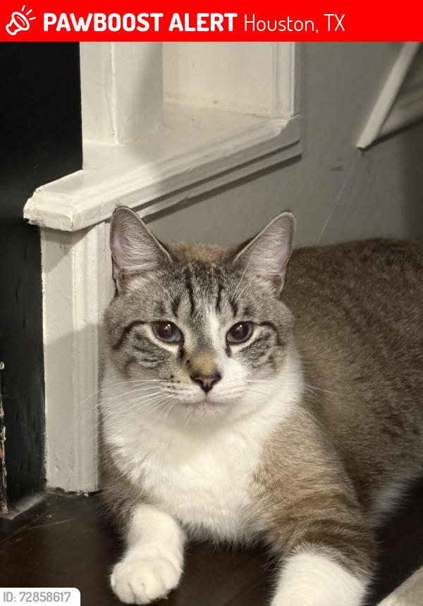 Lost Male Cat last seen Emerald Green Land & Fry Rd., Houston, TX 77094