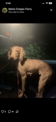 Found/Stray Female Dog last seen Precinct line, Grapevine, TX 76051