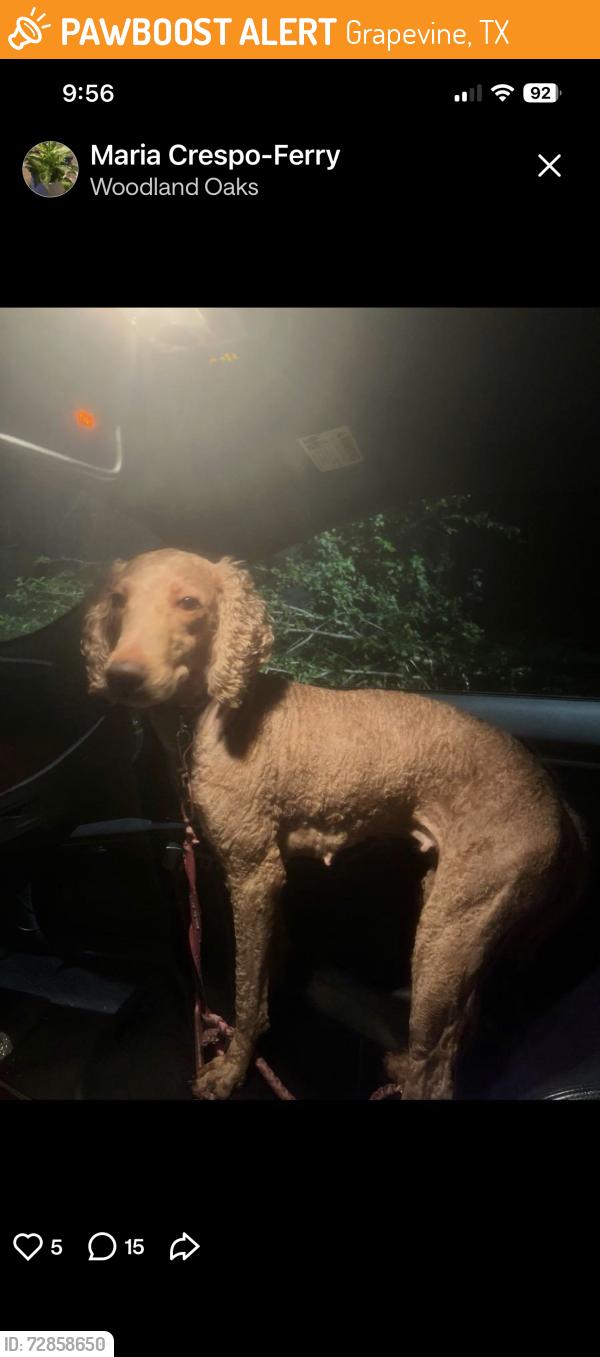 Found/Stray Female Dog last seen Precinct line, Grapevine, TX 76051