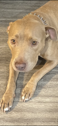 Lost Female Dog last seen Near east Washington street Colton ca 92324, Colton, CA 92324