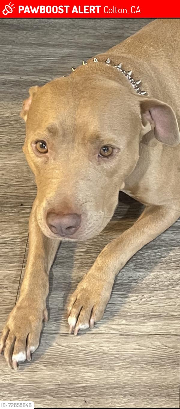 Lost Female Dog last seen Near east Washington street Colton ca 92324, Colton, CA 92324