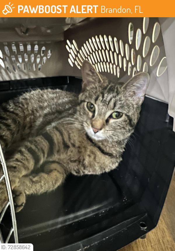 Found/Stray Female Cat last seen Vallely Drive 33618, Brandon, FL 33510