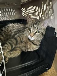 Found/Stray Female Cat last seen Vallely Drive 33618, Brandon, FL 33510