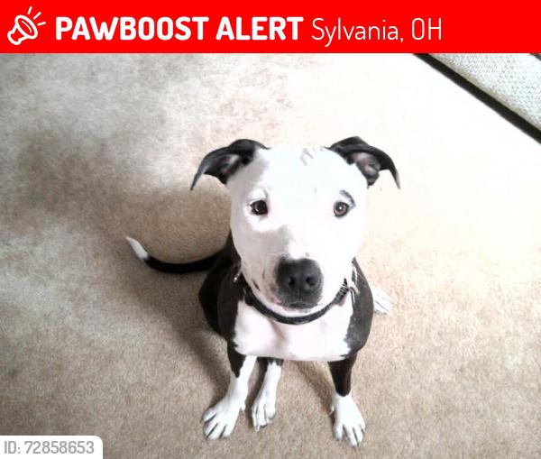 Lost Female Dog last seen Sylvania green rd and Box ln, Sylvania, OH 43560