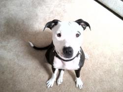 Lost Female Dog last seen Sylvania green rd and Box ln, Sylvania, OH 43560