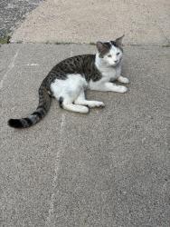 Found/Stray Male Cat last seen 22nd ave ne & 5th st, Minneapolis, MN 55418