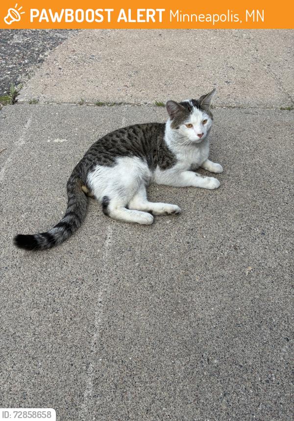 Found/Stray Male Cat last seen 22nd ave ne & 5th st, Minneapolis, MN 55418