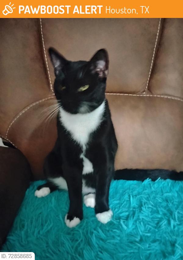 Found/Stray Male Cat last seen Westheimer rd , Houston, TX 77077