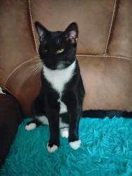 Found/Stray Male Cat last seen Westheimer rd , Houston, TX 77077