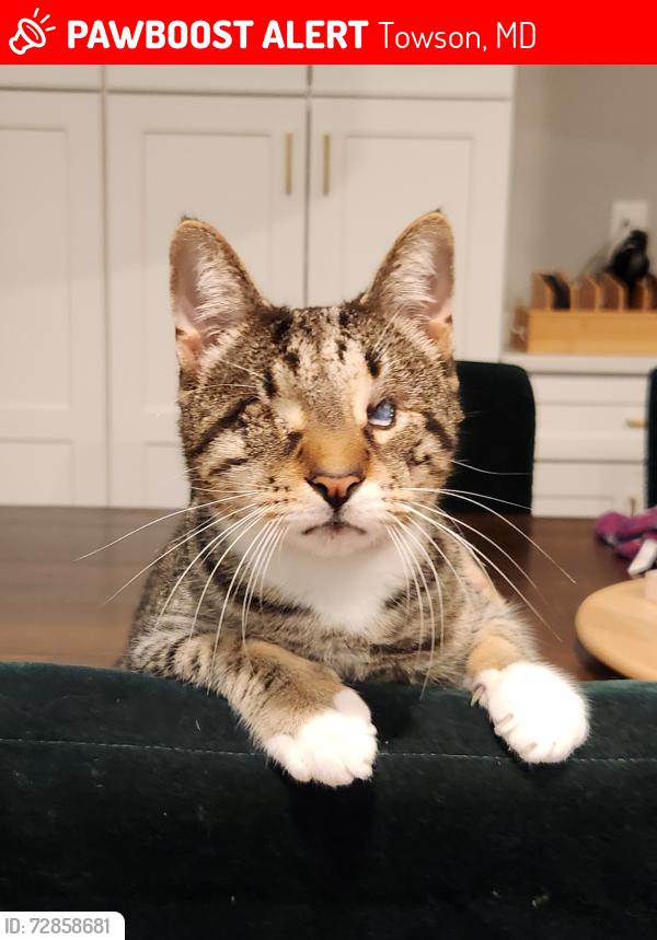 Lost Male Cat last seen Edgeclift Rd across from Towson Place shopping center, Towson, MD 21286