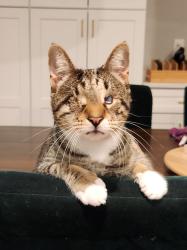 Lost Male Cat last seen Edgeclift Rd across from Towson Place shopping center, Towson, MD 21286