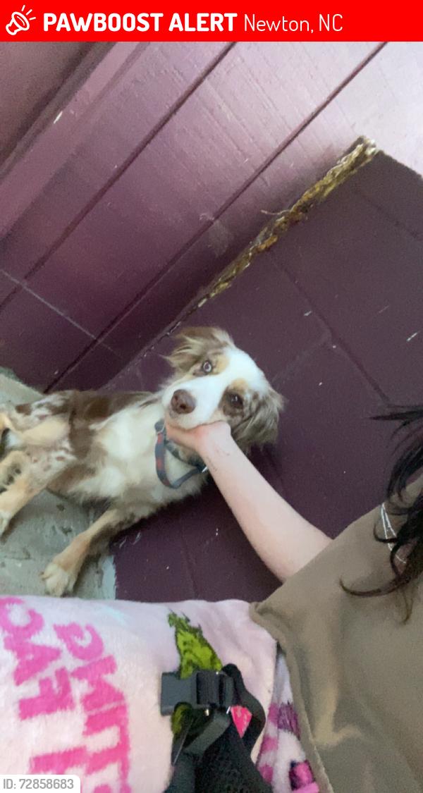 Lost Female Dog last seen Blackburn elementary , Newton, NC 28658