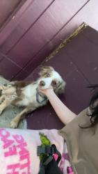 Lost Female Dog last seen Blackburn elementary , Newton, NC 28658