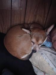 Lost Female Dog last seen Willow Creek , Amarillo, TX 79108