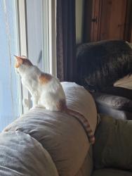 Lost Female Cat last seen Near Truman Street NE, ABQ, NM 87110, Albuquerque, NM 87110