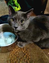 Lost Male Cat last seen Porteau Cove campground , Squamish-Lillooet, BC V8B 1A3