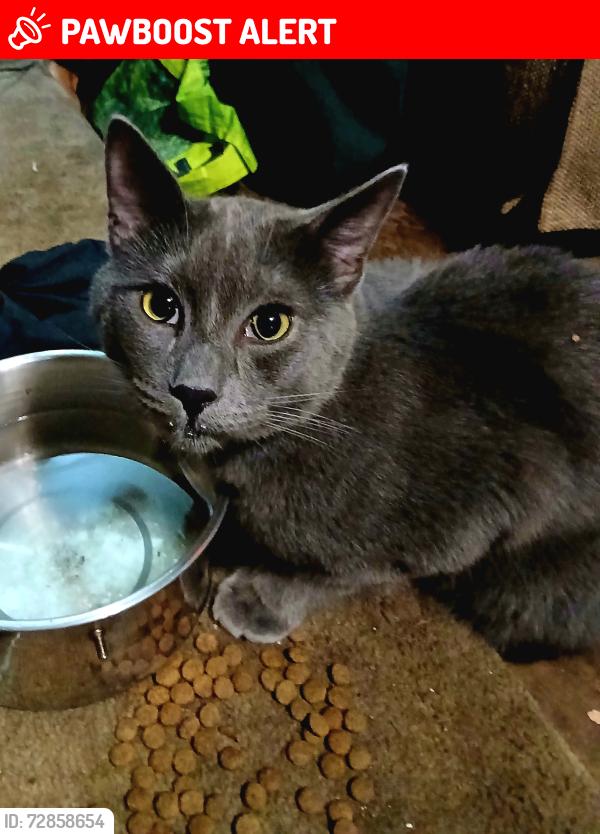Lost Male Cat last seen Porteau Cove campground , Squamish-Lillooet, BC V8B 1A3