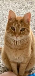 Lost Male Cat last seen Meadowvale and 79, Elk River, MN 55330