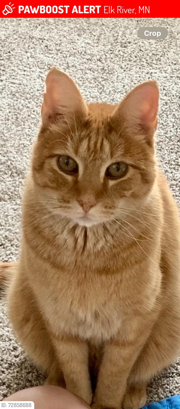 Lost Male Cat last seen Meadowvale and 79, Elk River, MN 55330
