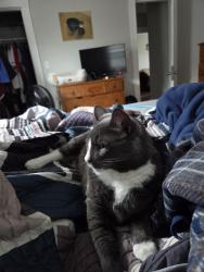 Reunited Male Cat last seen Linwood st, Medford, MA 02155