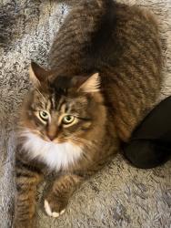Lost Male Cat last seen Next to Model City apts. STONECREST, Kingsport, TN 37660