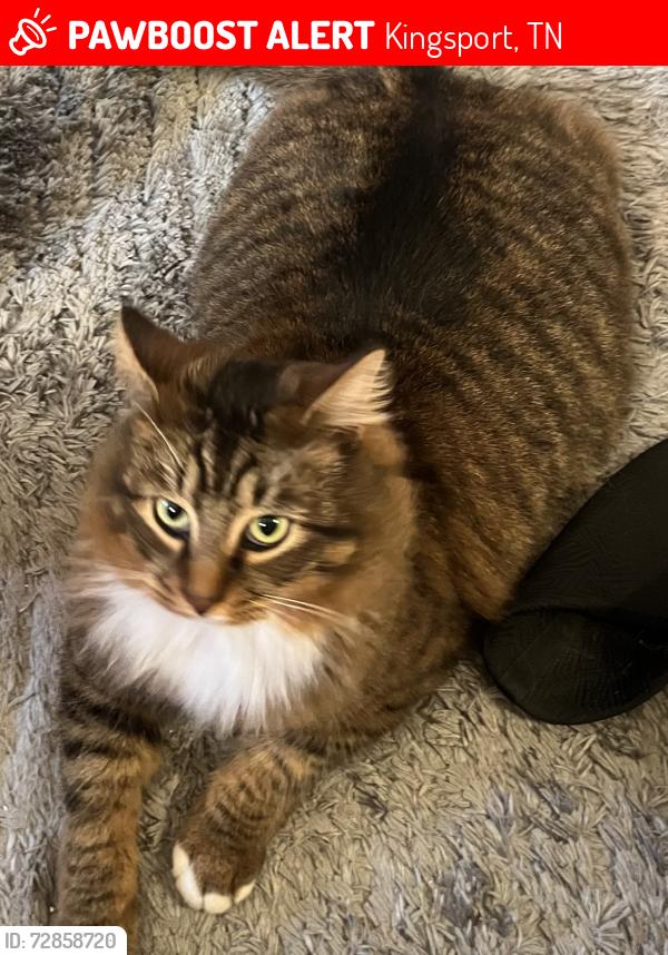 Lost Male Cat last seen Next to Model City apts. STONECREST, Kingsport, TN 37660