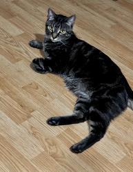 Lost Male Cat last seen Near Ave / 50 streat / 103 Ave NW, Edmonton, AB T6A 0M5