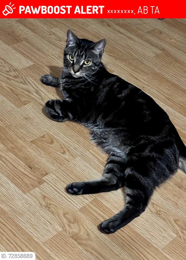 Lost Male Cat last seen Near Ave / 50 streat / 103 Ave NW, Edmonton, AB T6A 0M5