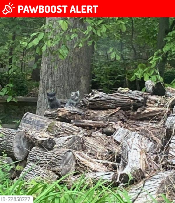 Lost  Cat last seen Whitting Drive, Manassas, VA, USA, Prince William County, VA 20112