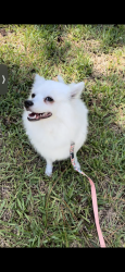 Lost Female Dog last seen Military and 10 ave, Palm Beach County, FL 33463