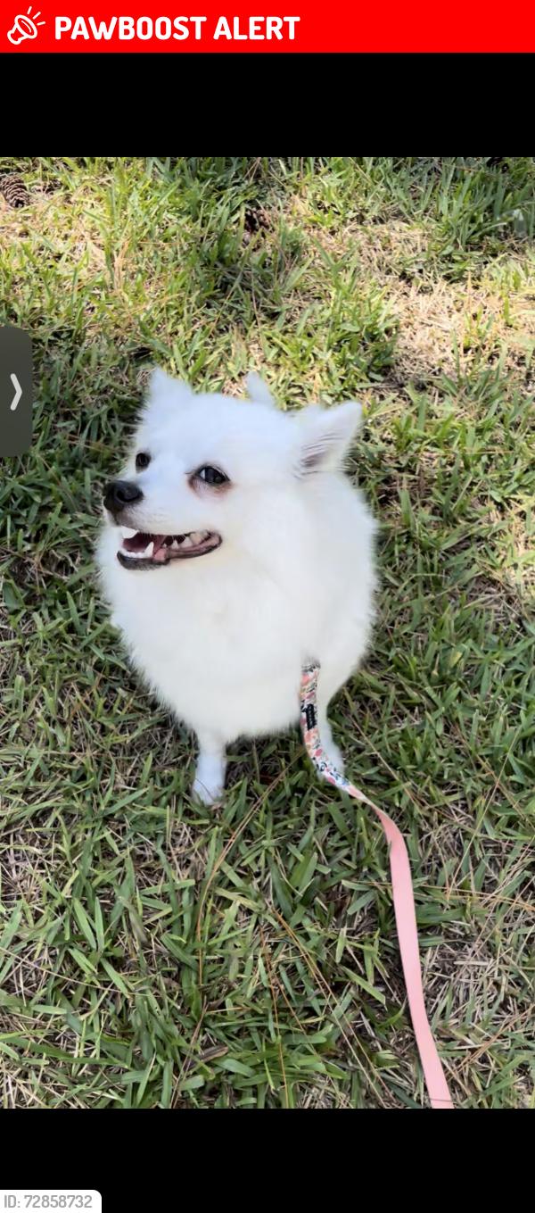 Lost Female Dog last seen Military and 10 ave, Palm Beach County, FL 33463