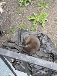 Found/Stray Unknown Cat last seen Merle court, San Leandro, CA 94577