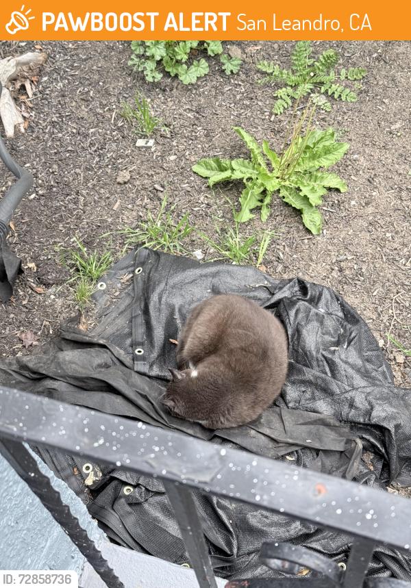 Found/Stray Unknown Cat last seen Merle court, San Leandro, CA 94577