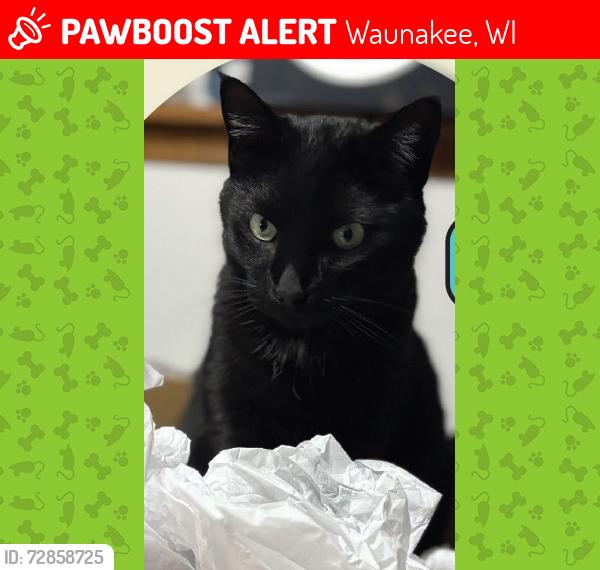 Lost Female Cat last seen A block from Water Tower Park near Crusader Pt and E Verleen Ave, Waunakee, WI 53597
