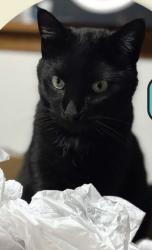 Lost Female Cat last seen A block from Water Tower Park near Crusader Pt and E Verleen Ave, Waunakee, WI 53597