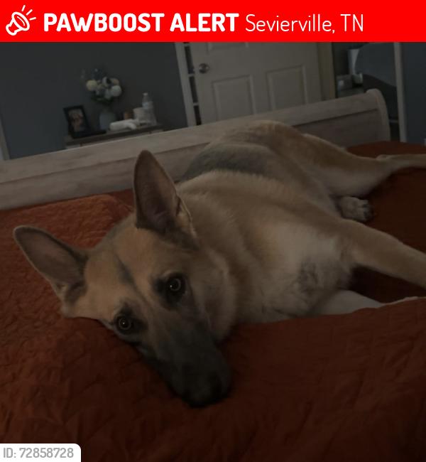 Lost Female Dog last seen Murphy’s Chapel Subdivision , Sevierville, TN 37876
