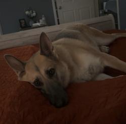 Lost Female Dog last seen Murphy’s Chapel Subdivision , Sevierville, TN 37876