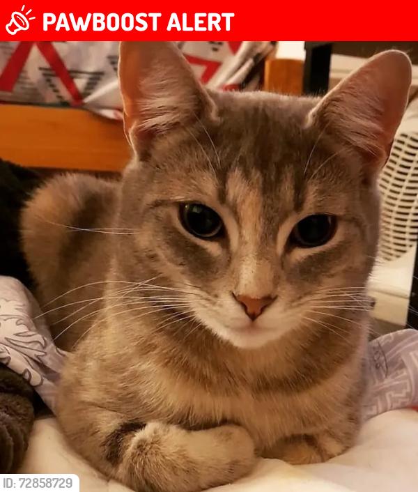 Lost Female Cat last seen Bullrush close, Meadow Heights 3048, Meadow Heights, VIC 3048