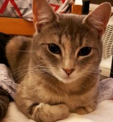 Lost Female Cat last seen Bullrush close, Meadow Heights 3048, Meadow Heights, VIC 3048