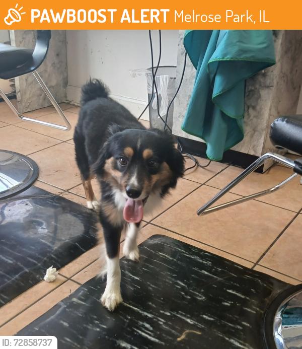 Found/Stray Male Dog last seen LAKE ST, Melrose Park, IL 60160