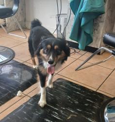Found/Stray Male Dog last seen LAKE ST, Melrose Park, IL 60160