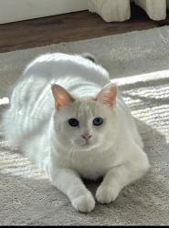 Lost Female Cat last seen Near Moccasin Trail Trabuco Canyon , Trabuco Canyon, CA 92679